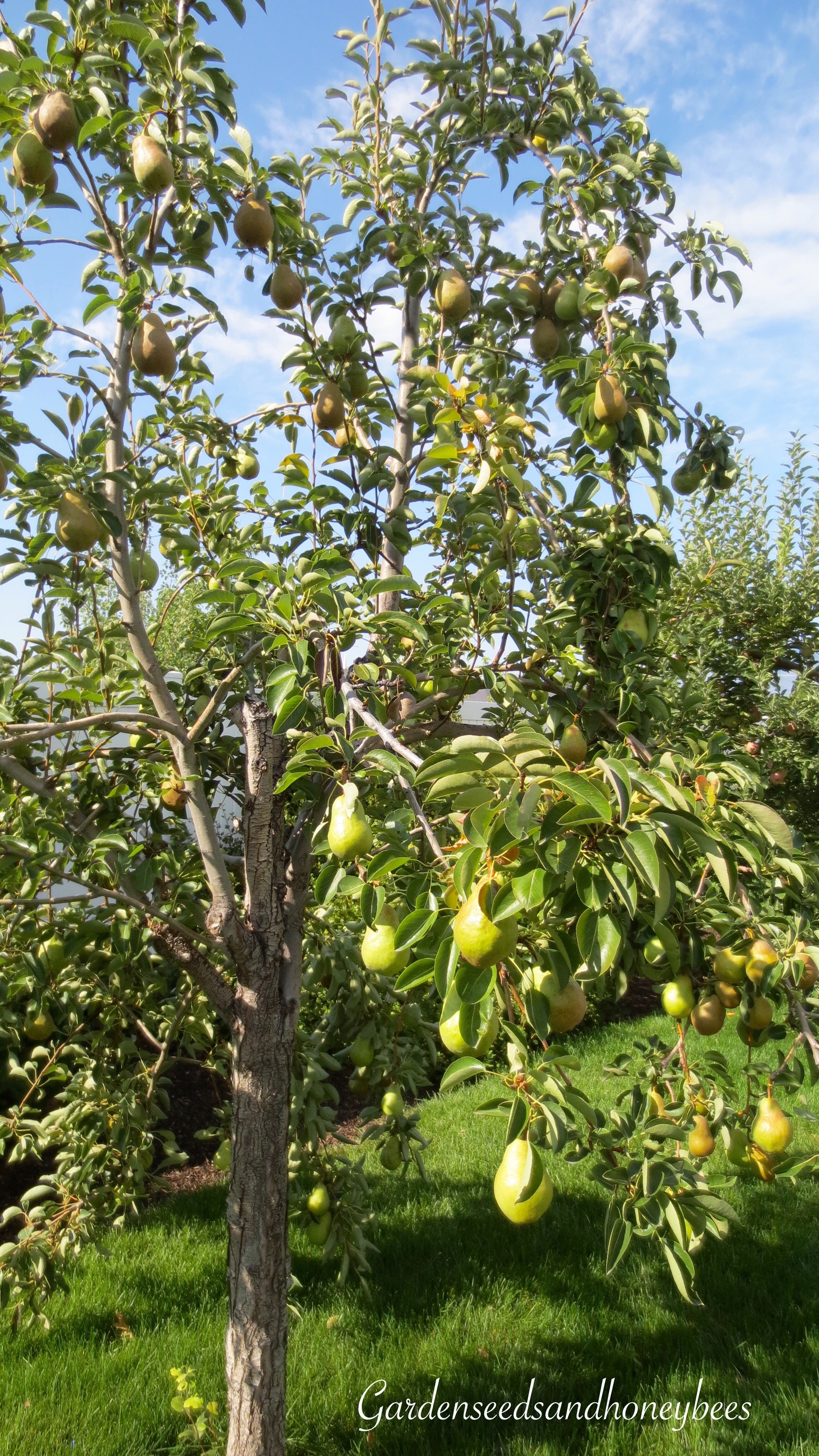 Bartlett Pears Garden Seeds and Honey Bees Garden Seeds and Honey Bees